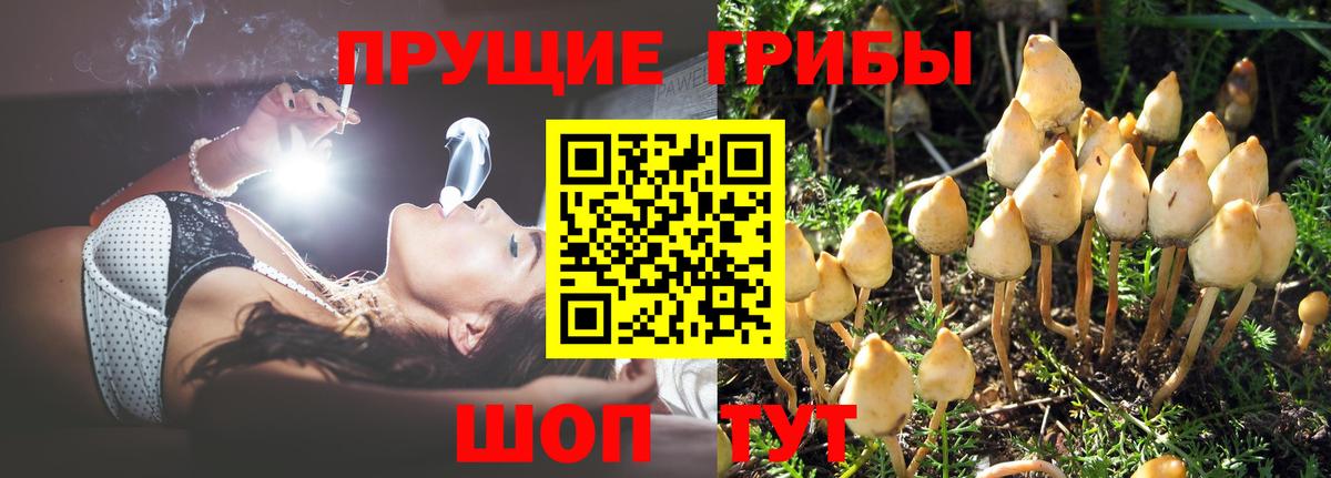 Топки  Псилоцибиновые грибы Psilocybe  Галлюциногенные грибы MAGIC MUSHROOMS  Вход с VPN 